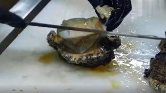 国产鲍鱼混养视频播放,视频揭秘高效养殖奥秘