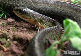 国产蛇饲养视频播放,跟随视频探索神秘蛇界