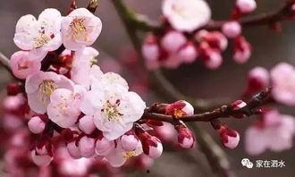 国产福利桃花视频,国产短视频的魅力与温情