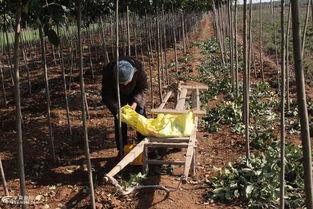 国产老太太树林系列视频,探寻自然与生活的和谐共鸣